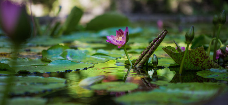 Flower In Water