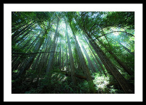 Cathedral - Framed Print