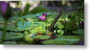 Flower In Water - Metal Print