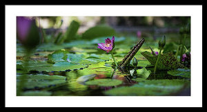 Flower In Water - Framed Print