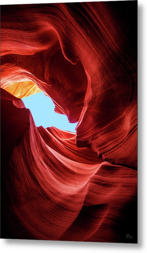 Rose - Metal Print